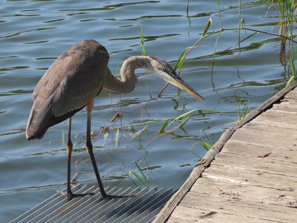 Great Blue Heron - ML608519534