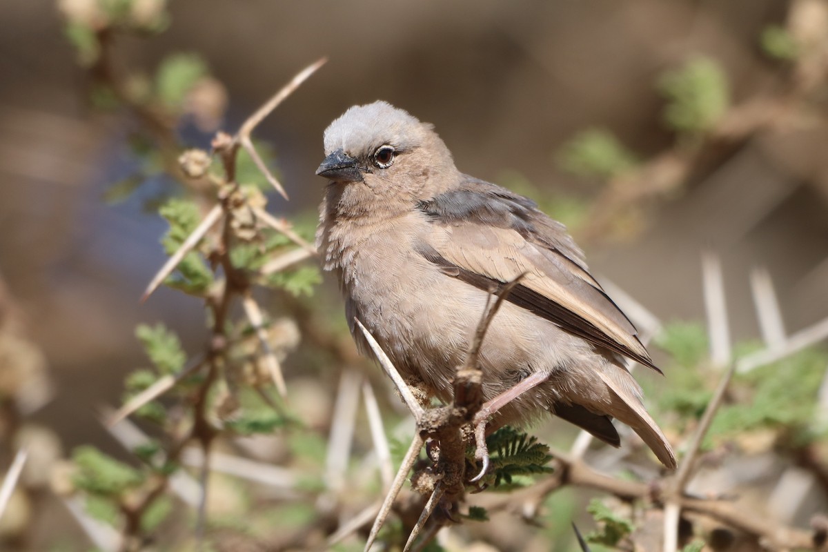 Gray-headed Social-Weaver - ML608519702