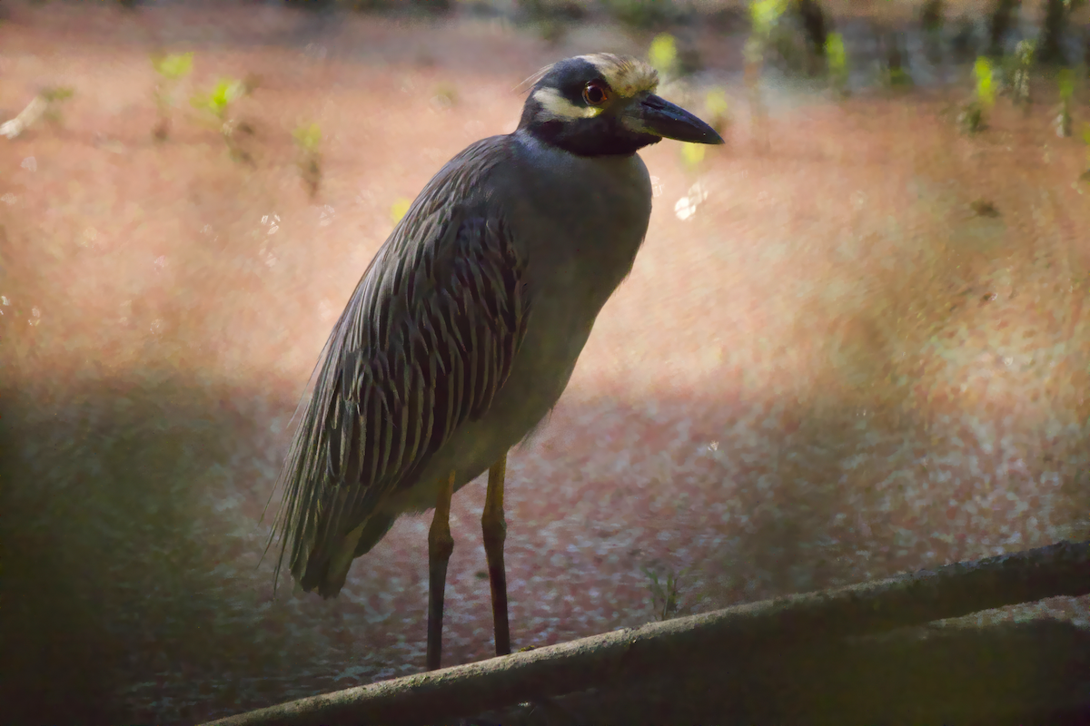 Yellow-crowned Night Heron - ML608519753