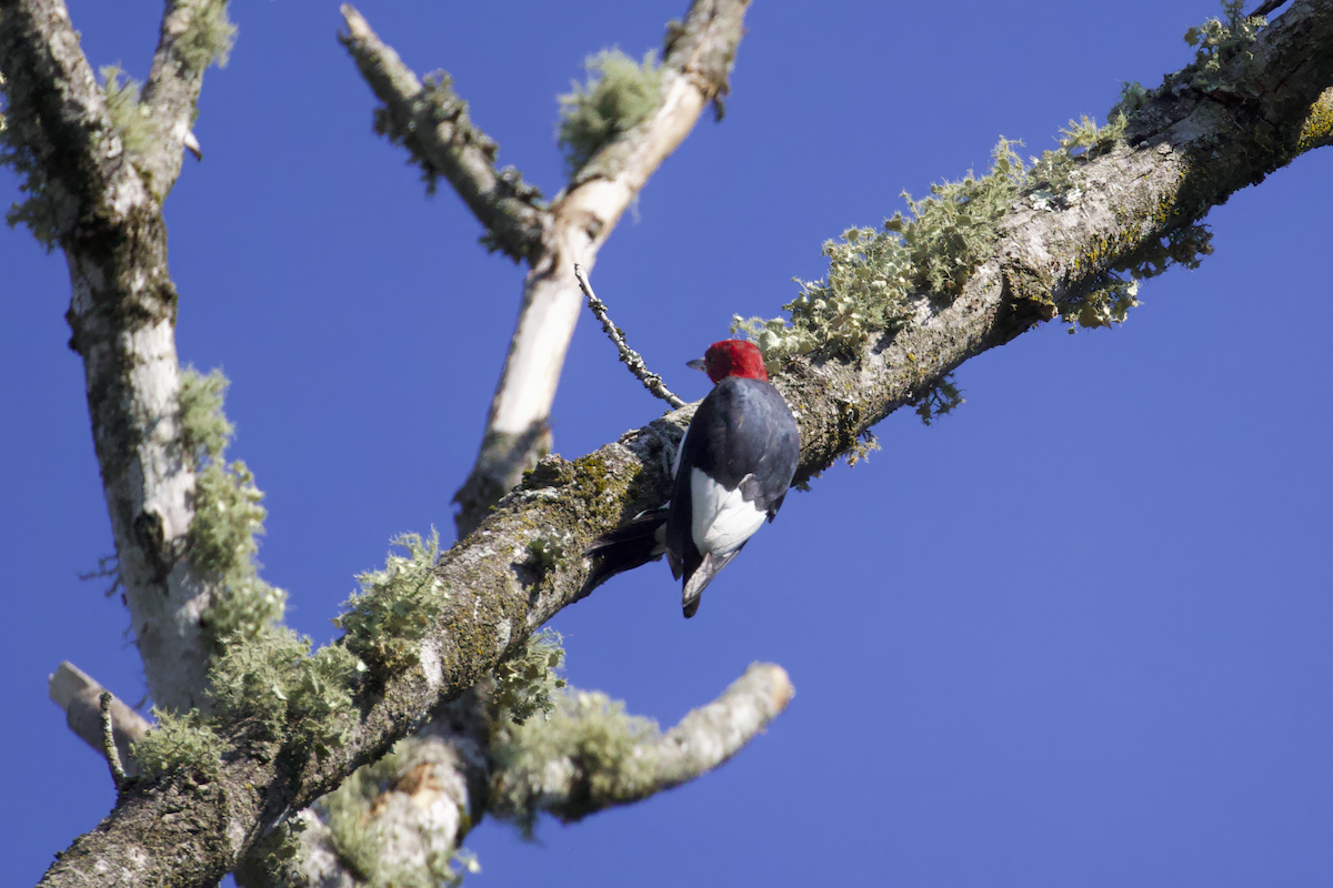 Red-headed Woodpecker - ML608519772