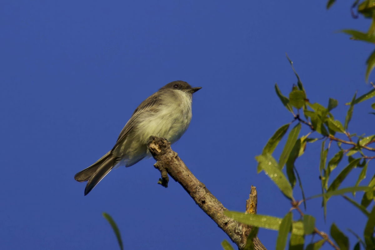 Eastern Phoebe - ML608519782