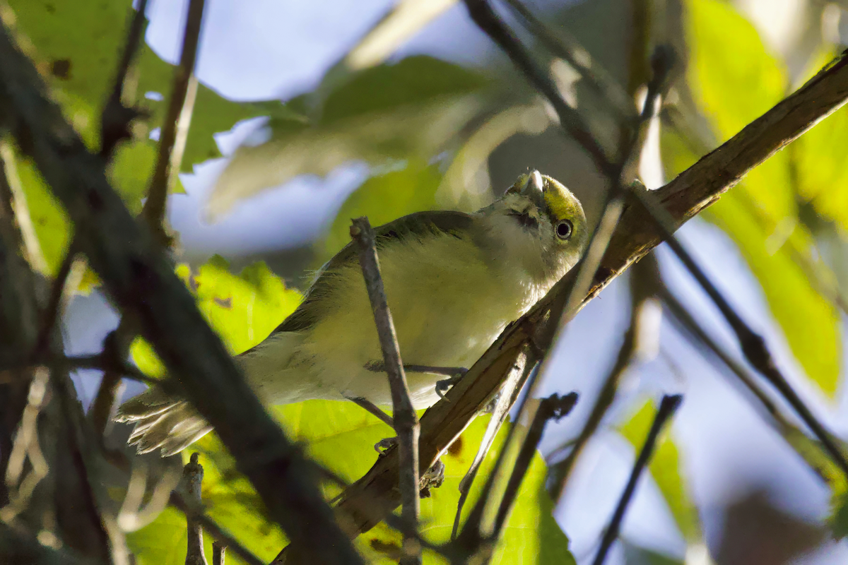 White-eyed Vireo - ML608519790