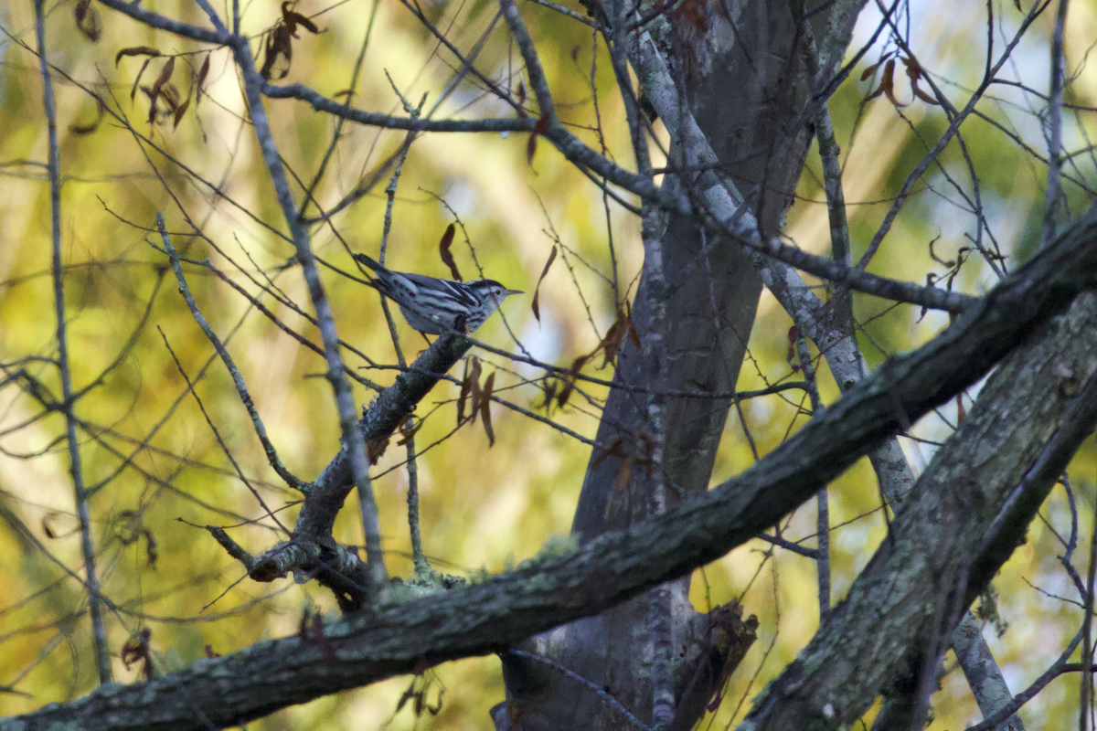 Black-and-white Warbler - ML608519795