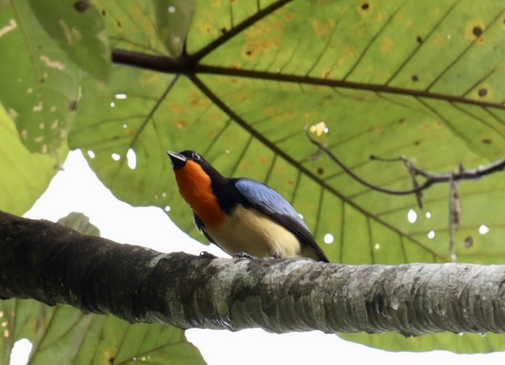 Orange-throated Tanager - Marcelo Quipo