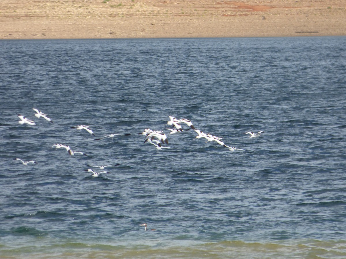 Pied Avocet - Manuel Rodriguez Gonzalez