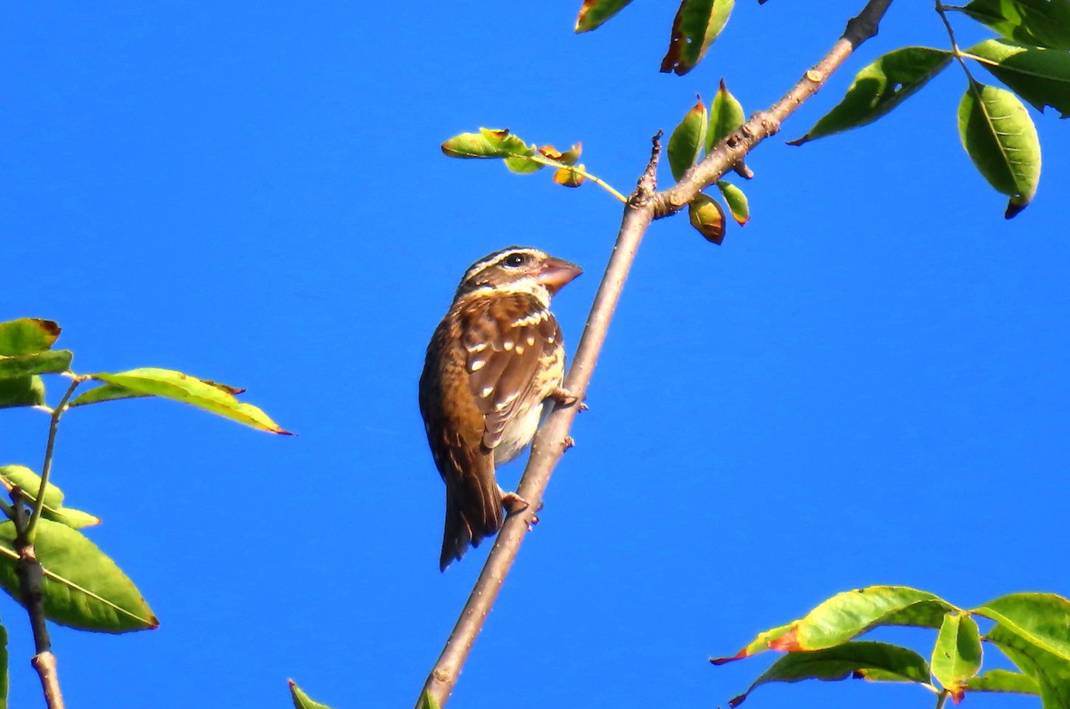 Rose-breasted Grosbeak - ML608519937