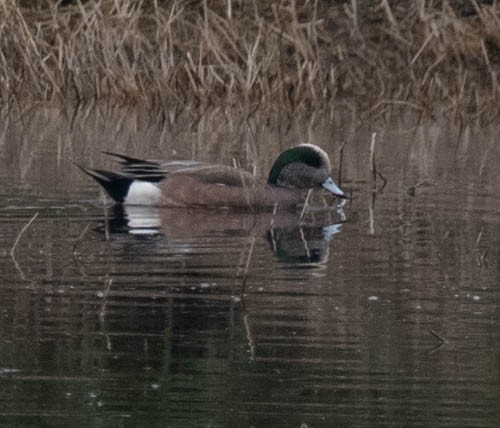 American Wigeon - Carlton Cook