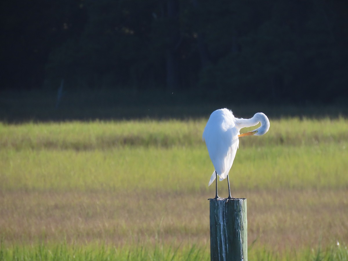 Great Egret - ML608520178