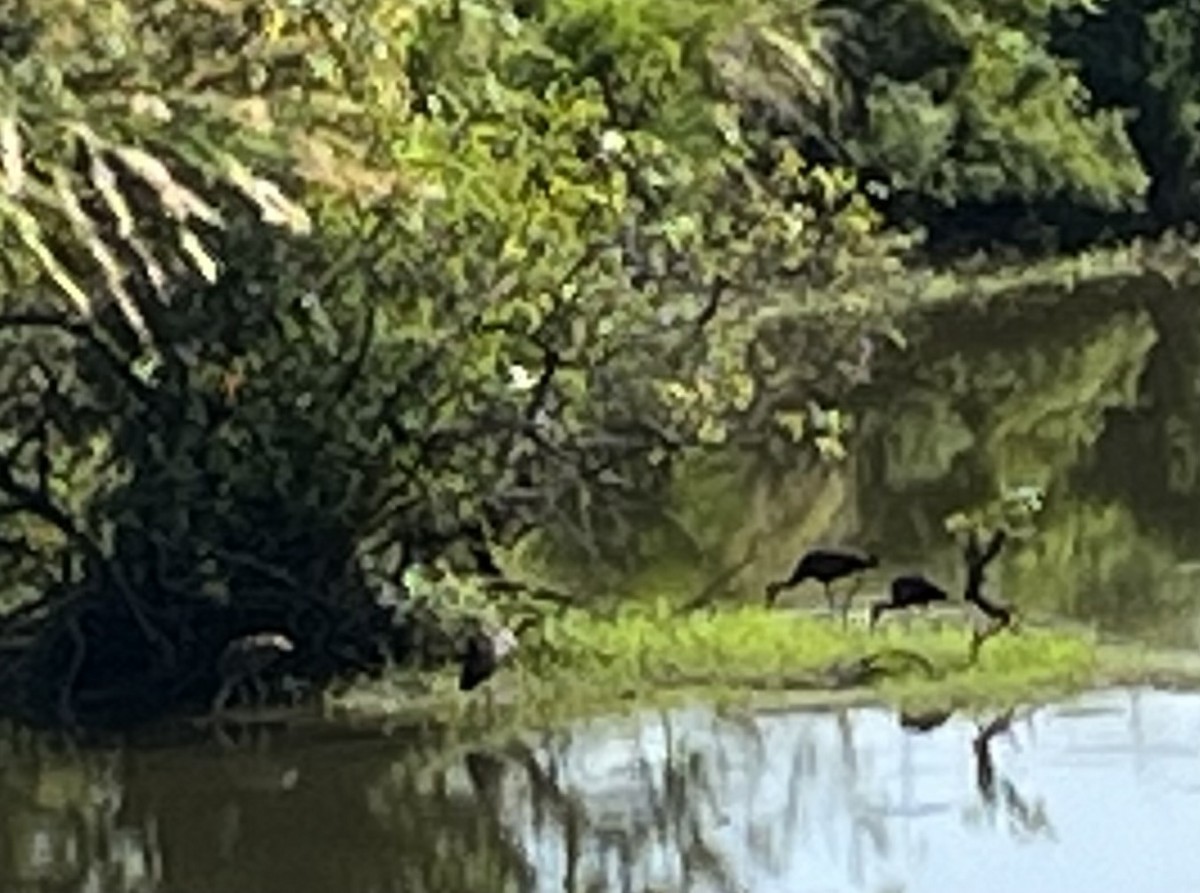 Limpkin - Tennessee NWR