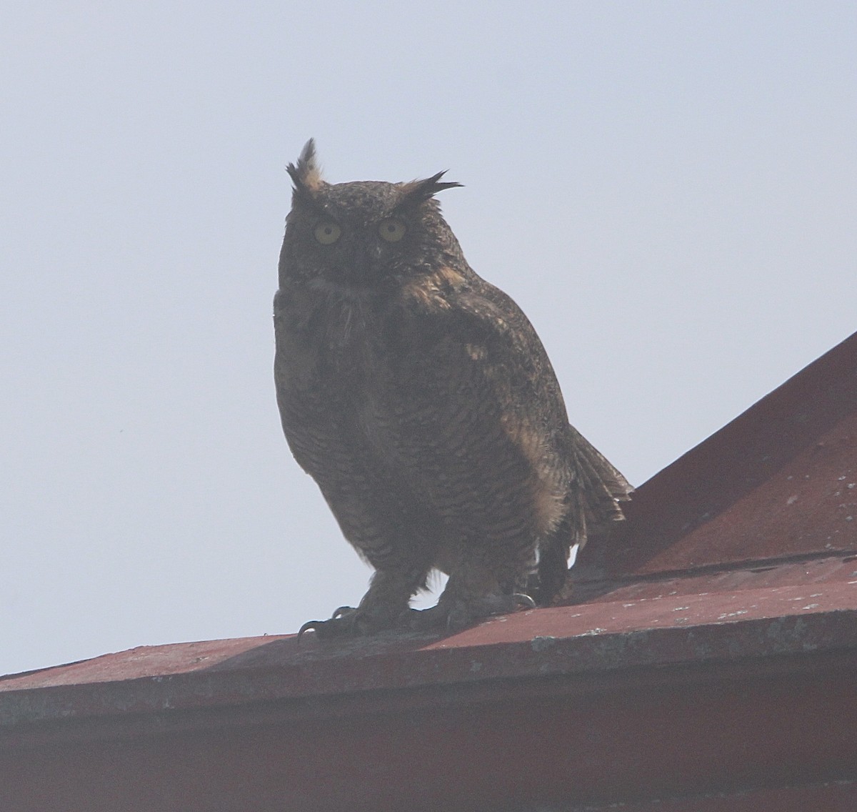 Great Horned Owl - ML608520190