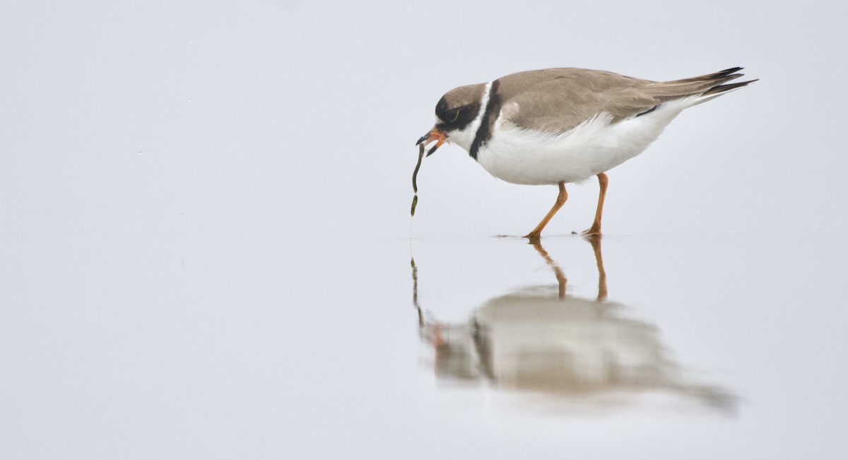 Semipalmated Plover - Weston Barker