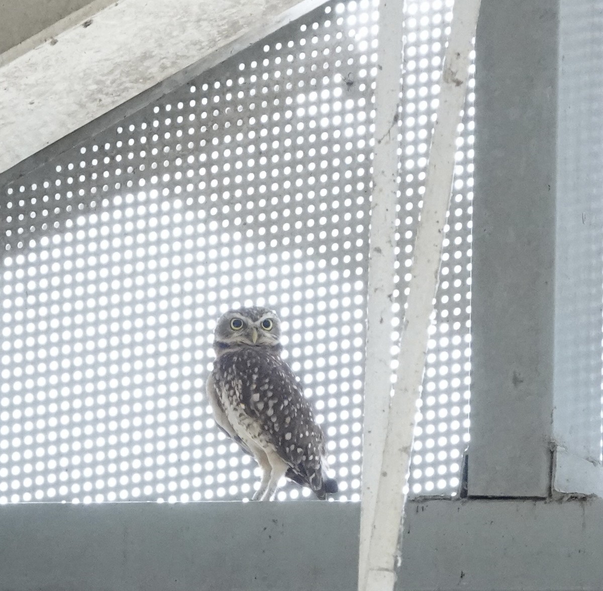 Burrowing Owl - ML608520280