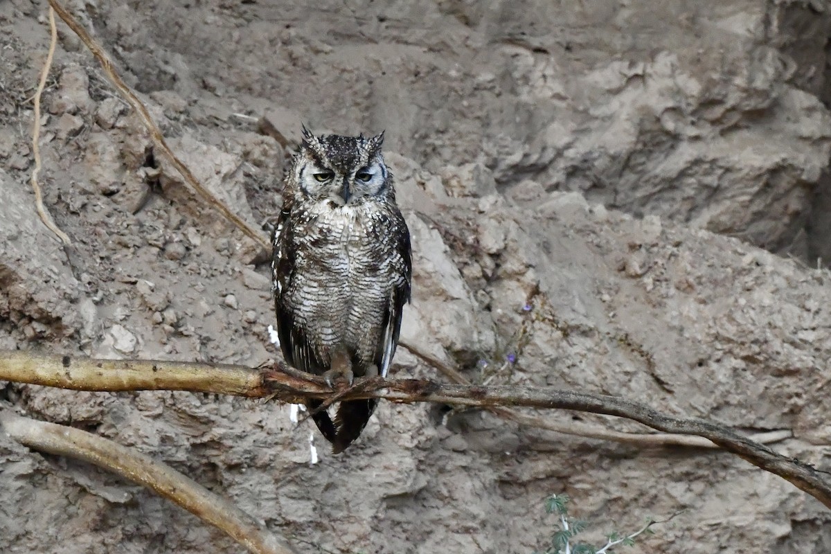 Spotted Eagle-Owl - ML608520290