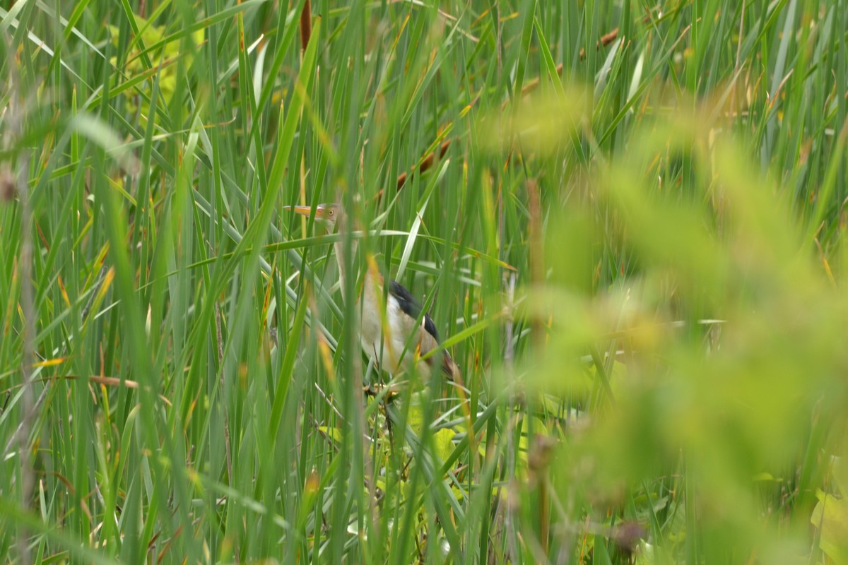 Least Bittern - ML608520341