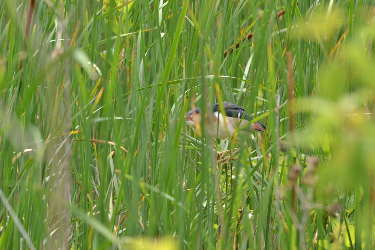 Least Bittern - ML608520343