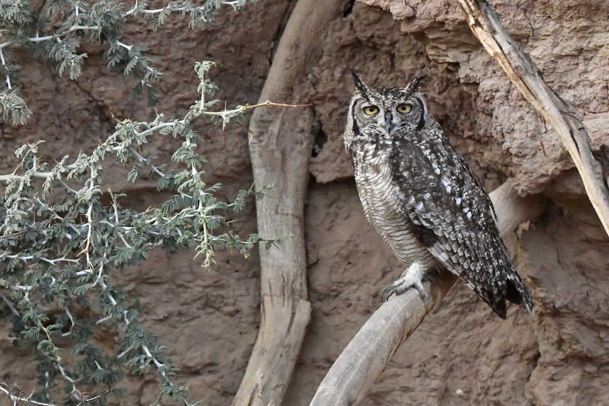 Spotted Eagle-Owl - ML608520389