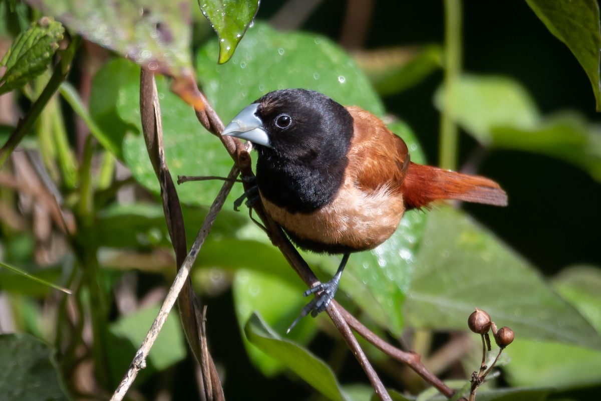 Tricolored x Chestnut Munia (hybrid) - ML608520522