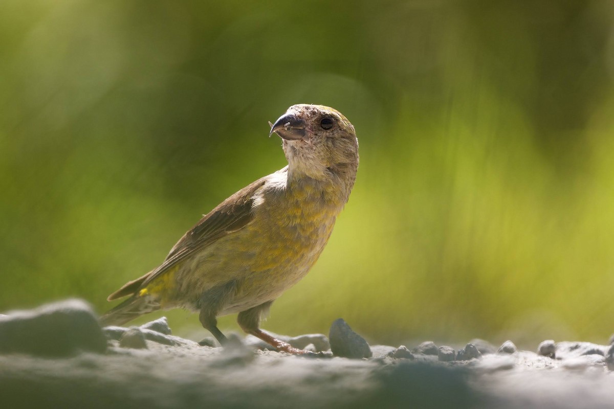 Red Crossbill - Nick Hawvermale