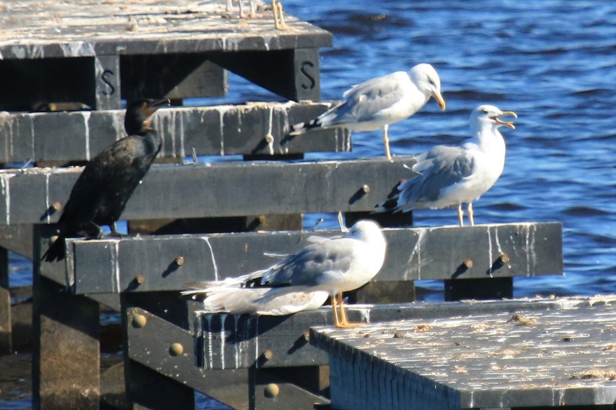 Yellow-legged Gull - Jan Roedolf