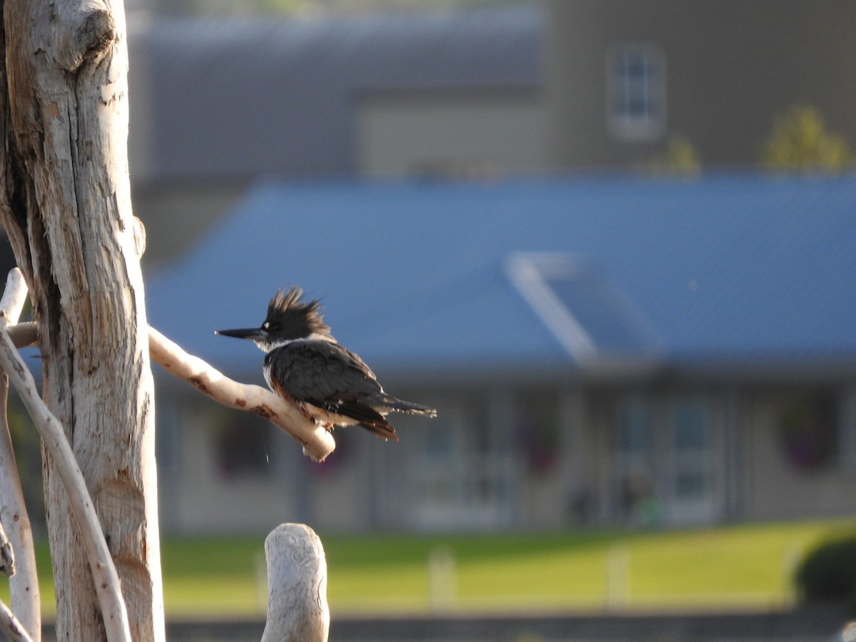 Belted Kingfisher - ML608520701