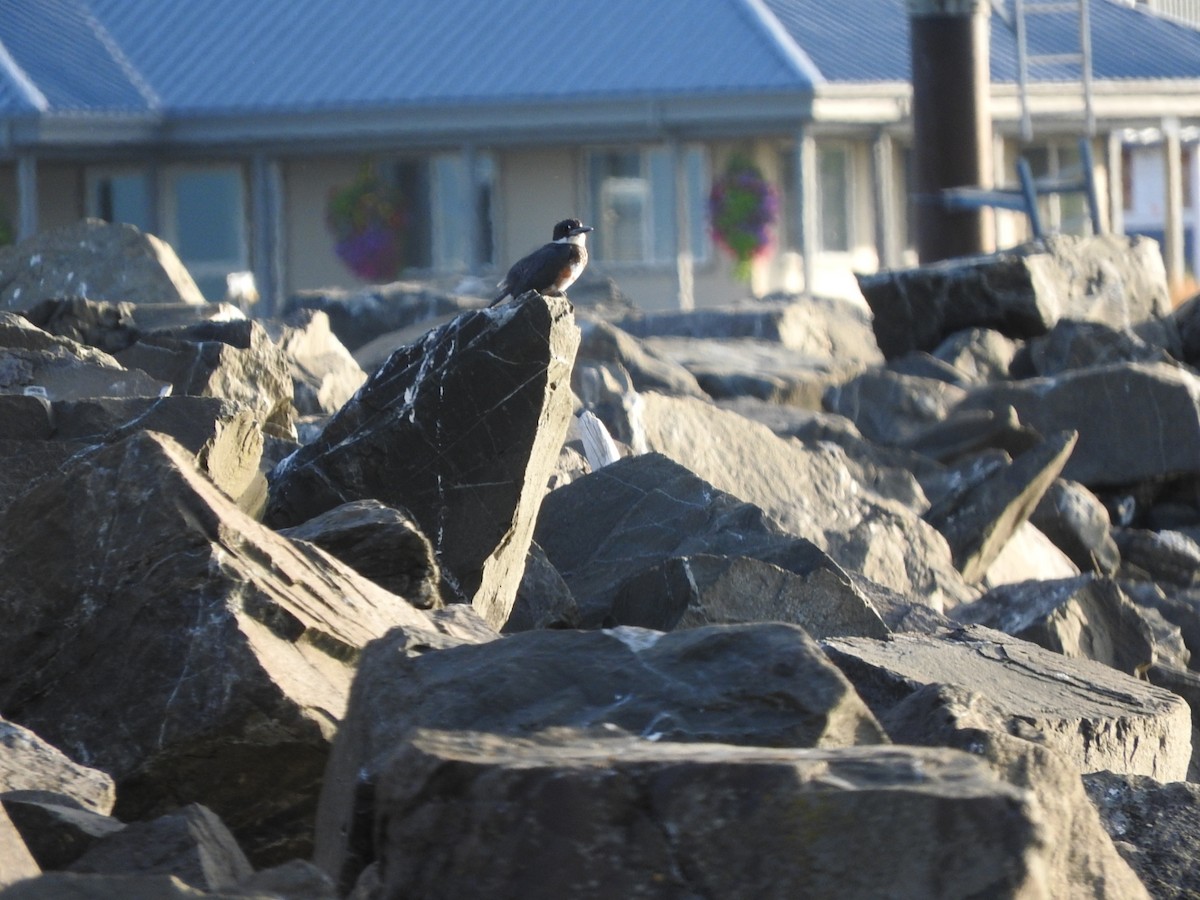 Belted Kingfisher - ML608520702