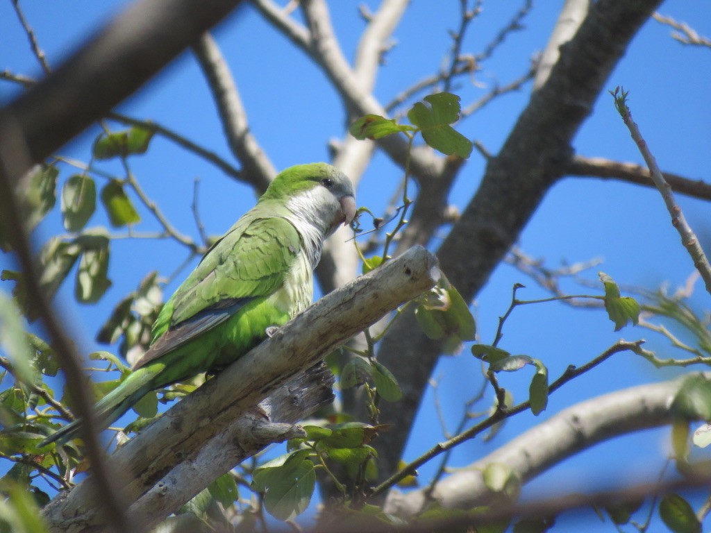 Monk Parakeet - ML608520712