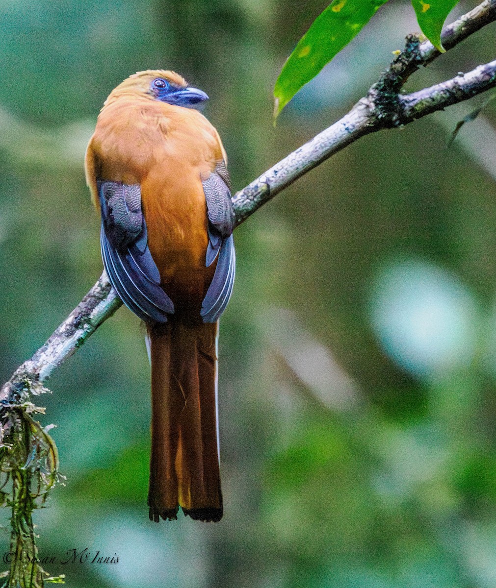 Whitehead's Trogon - ML608520726