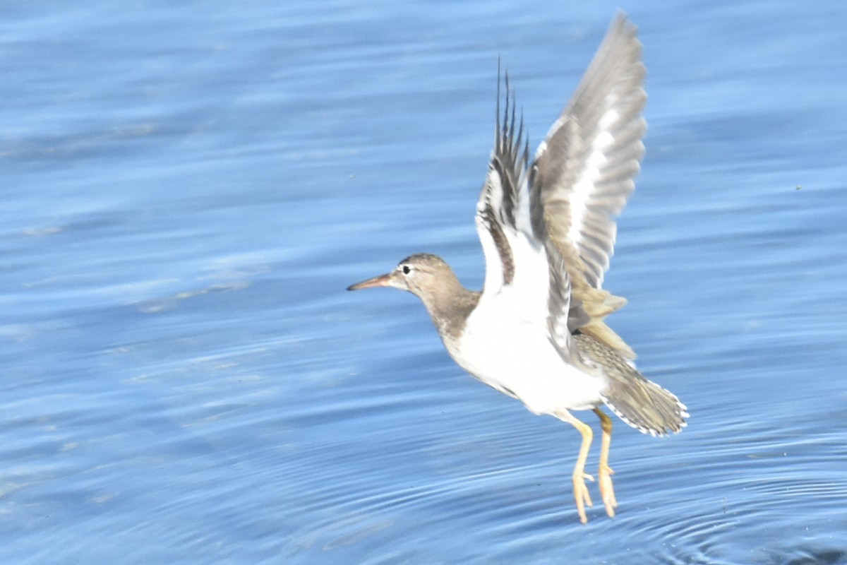 Spotted Sandpiper - ML608520733