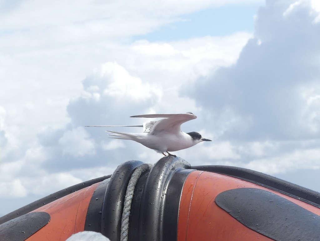 Common Tern - Simon Tonge