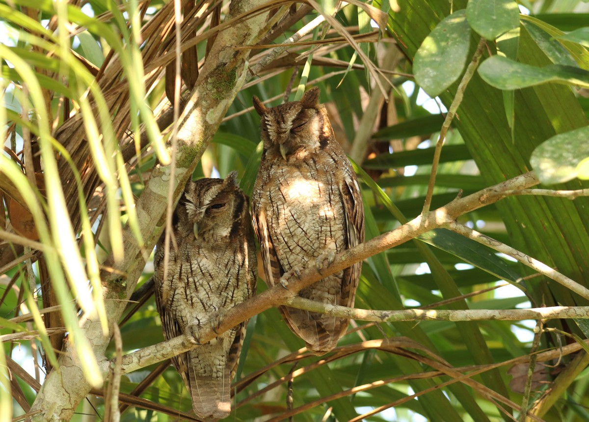 Tawny-bellied Screech-Owl - ML608520793