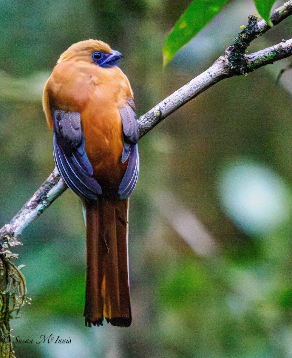 Whitehead's Trogon - ML608520799