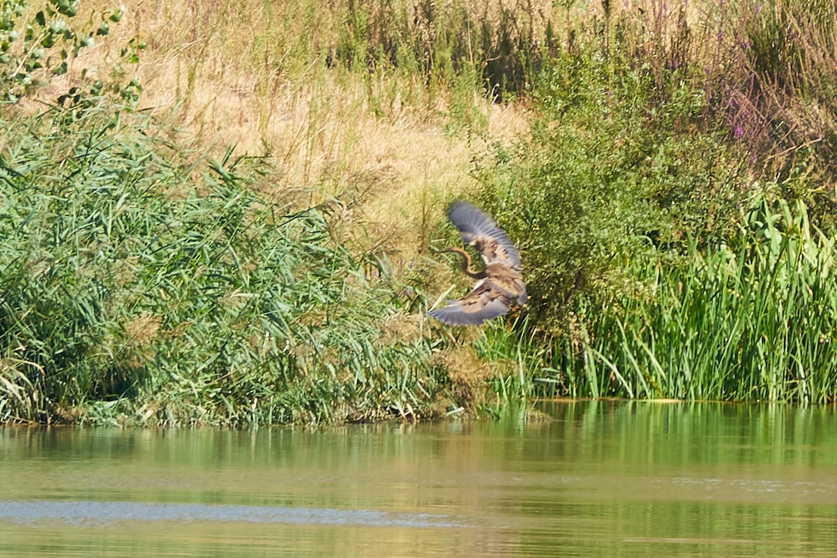 Purple Heron - ML608520813