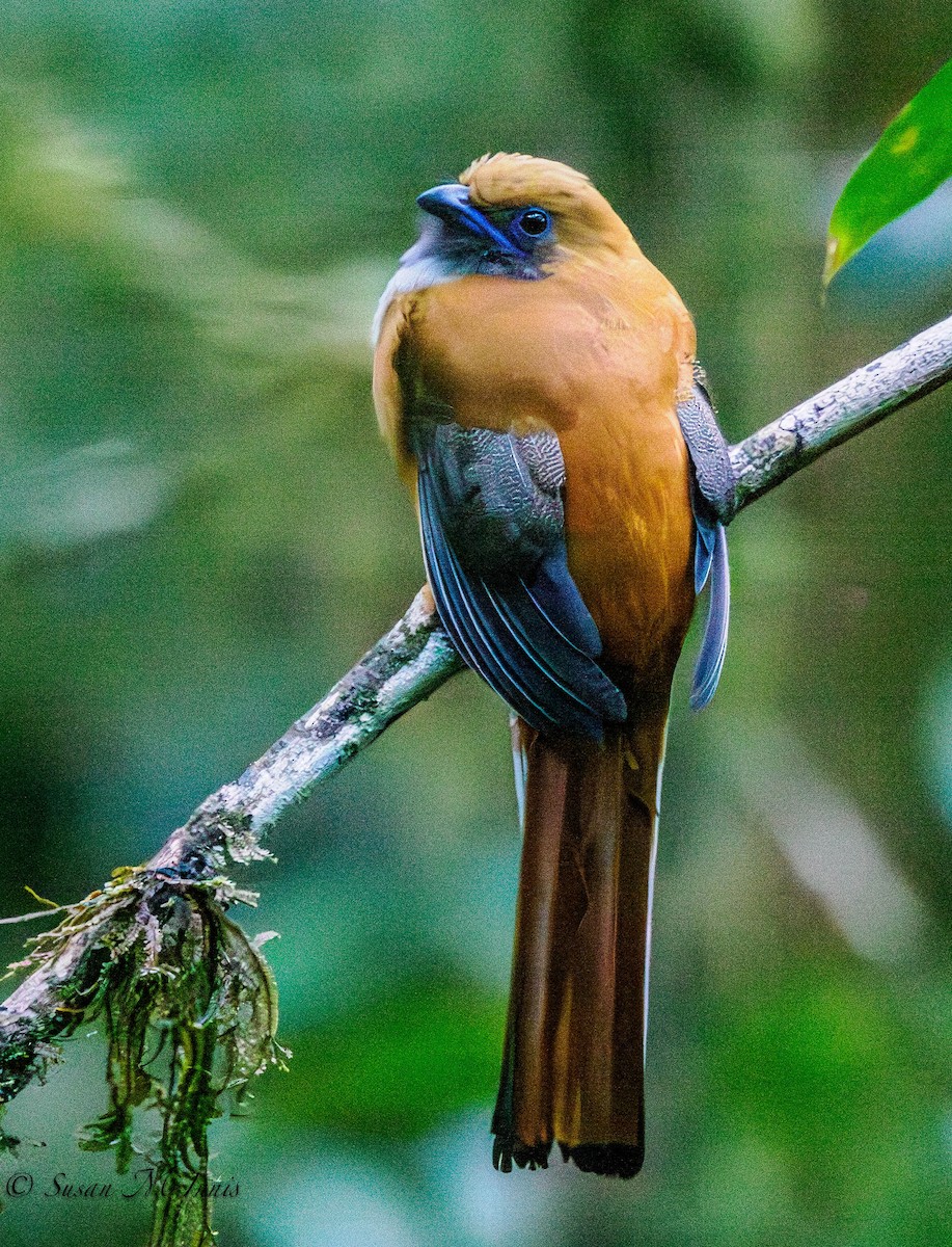 Whitehead's Trogon - ML608520888