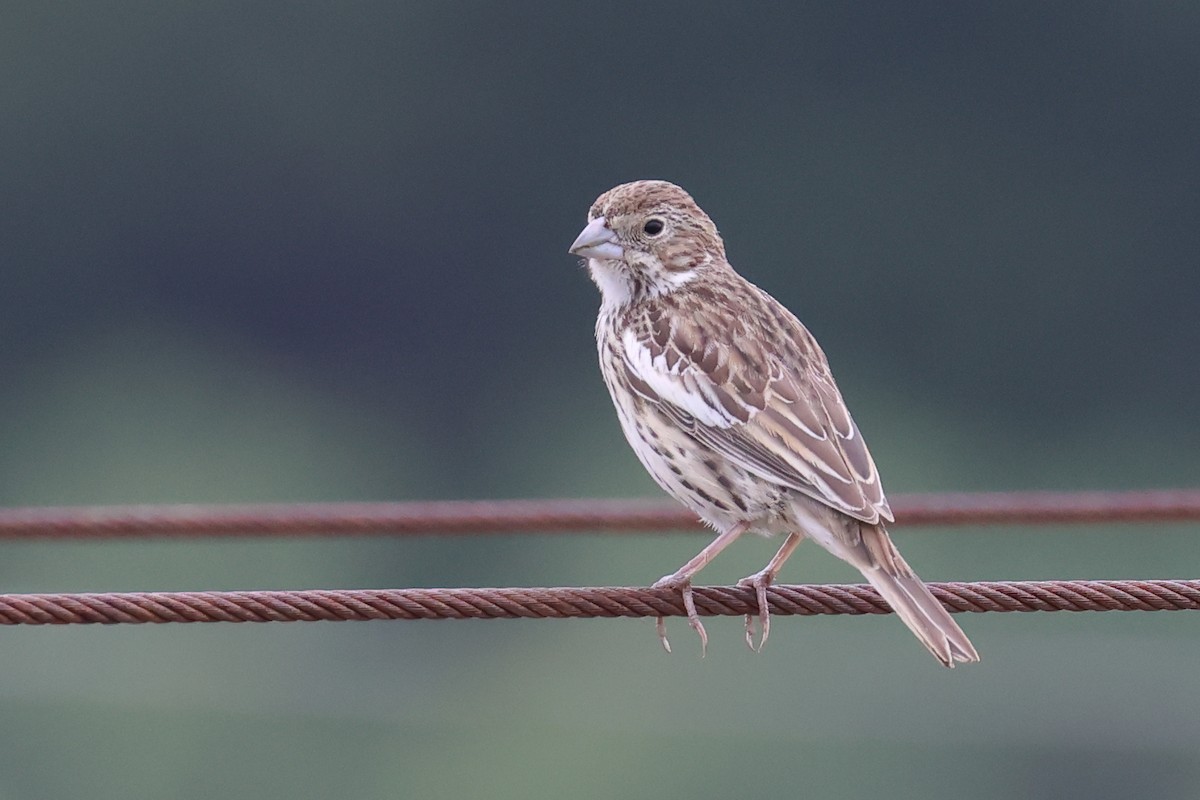 Lark Bunting - Tom Fangrow