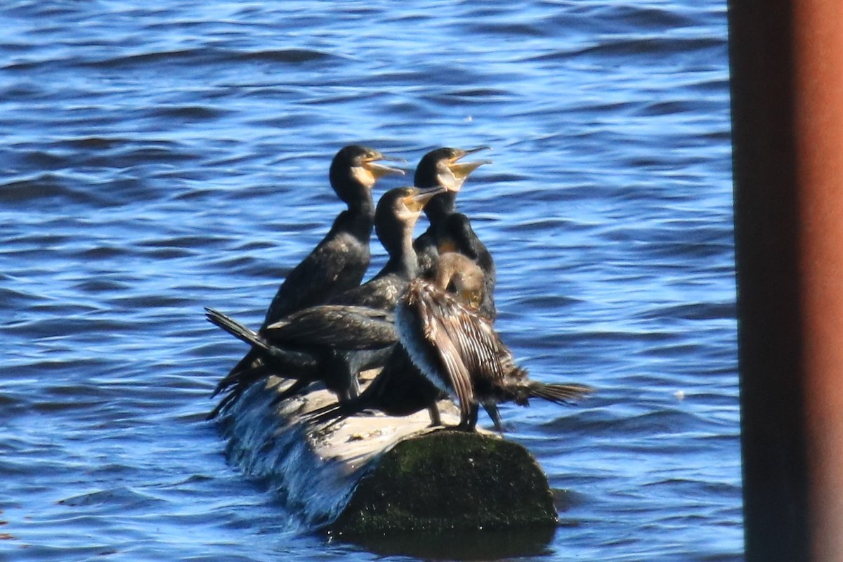 Great Cormorant - Jan Roedolf