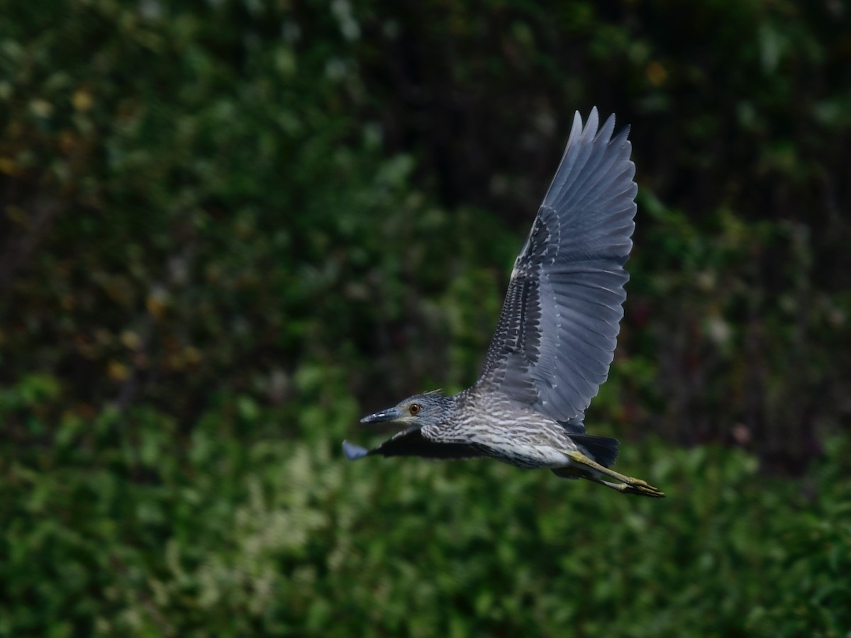 Yellow-crowned Night Heron - Tom Gumbart