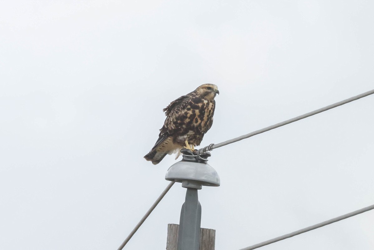 Swainson's Hawk - ML608521024