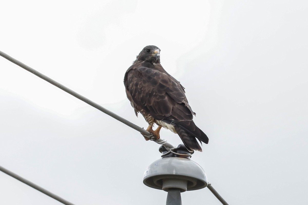 Swainson's Hawk - ML608521025