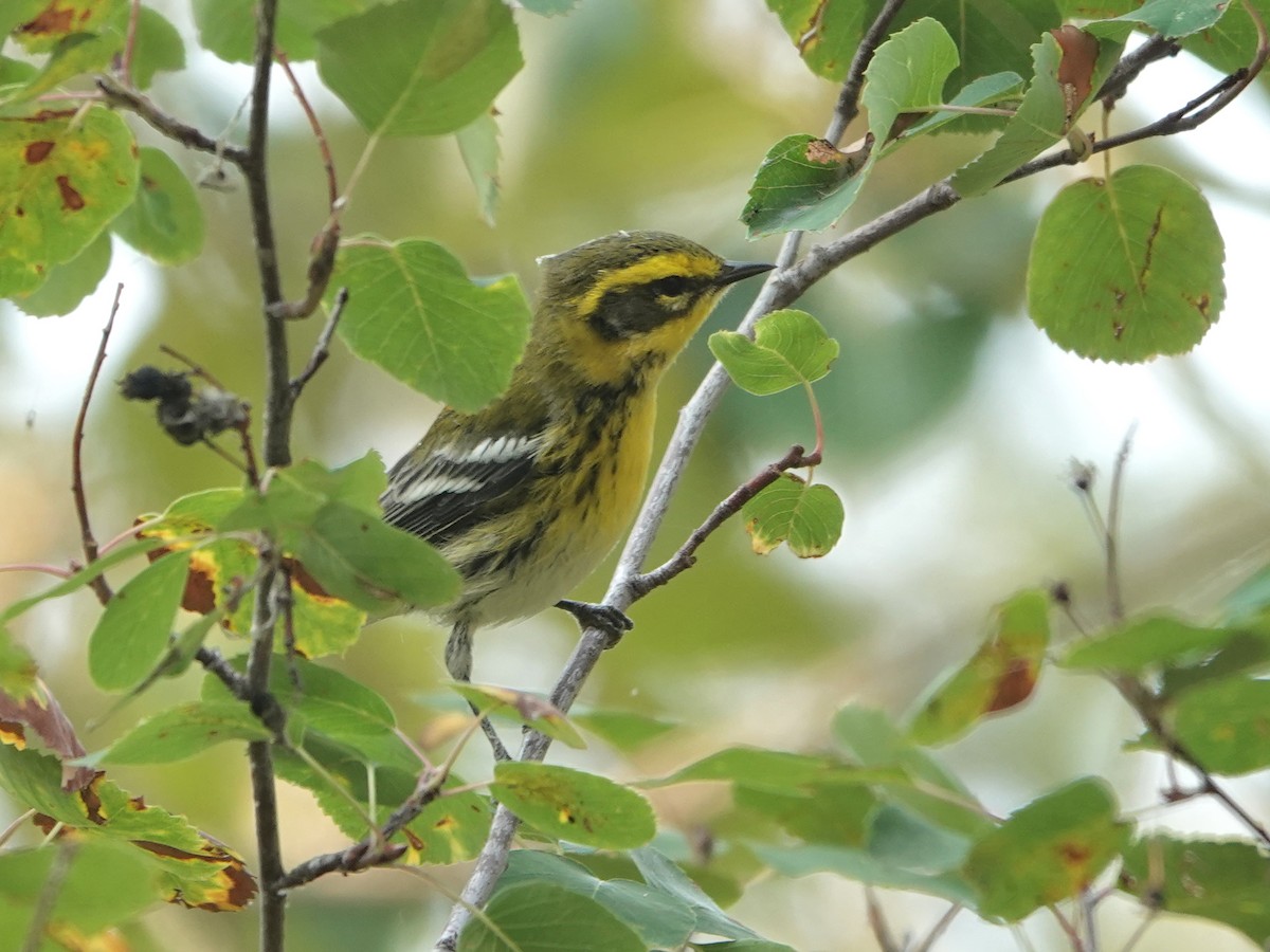 Townsend's Warbler - ML608521032