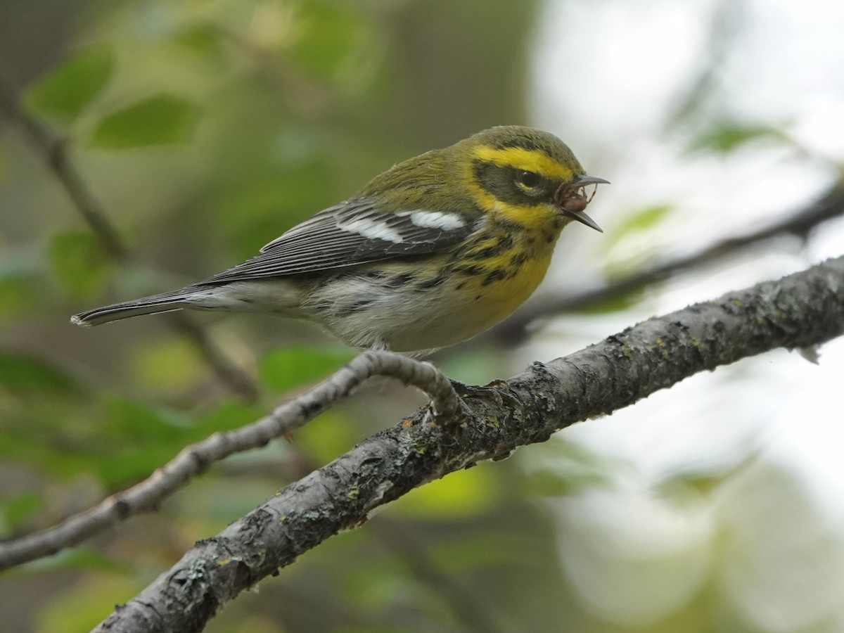 Townsend's Warbler - ML608521034