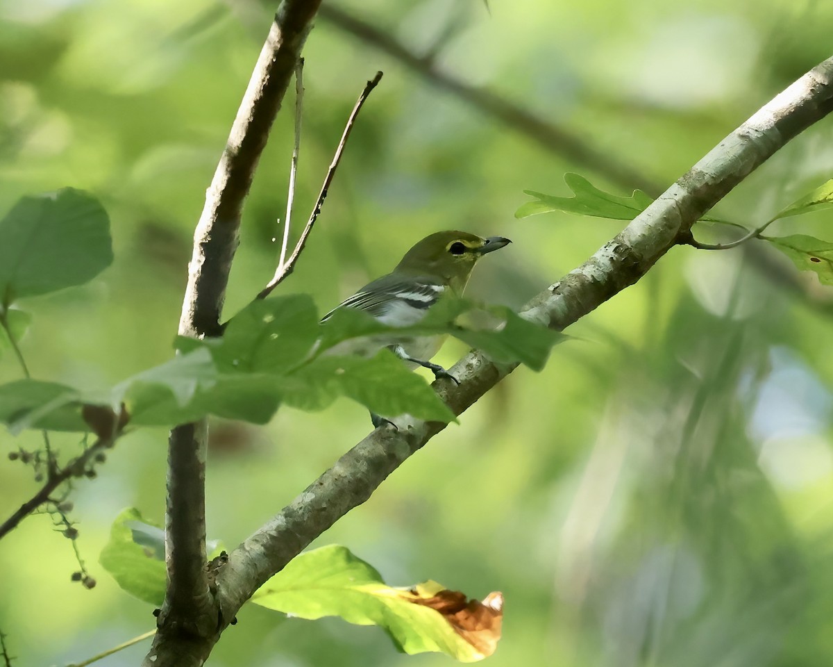 Yellow-throated Vireo - Debbie Kosater