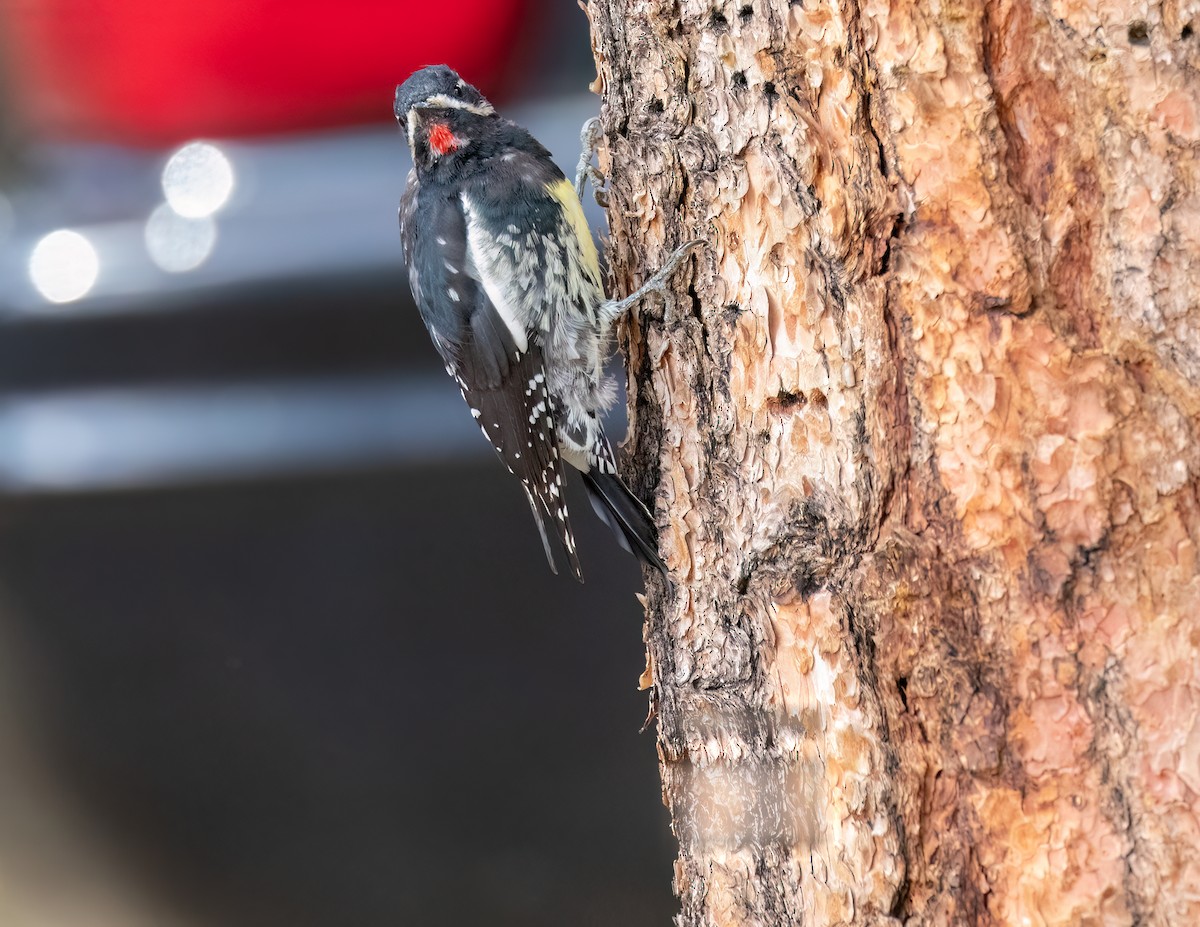 Williamson's Sapsucker - ML608521114