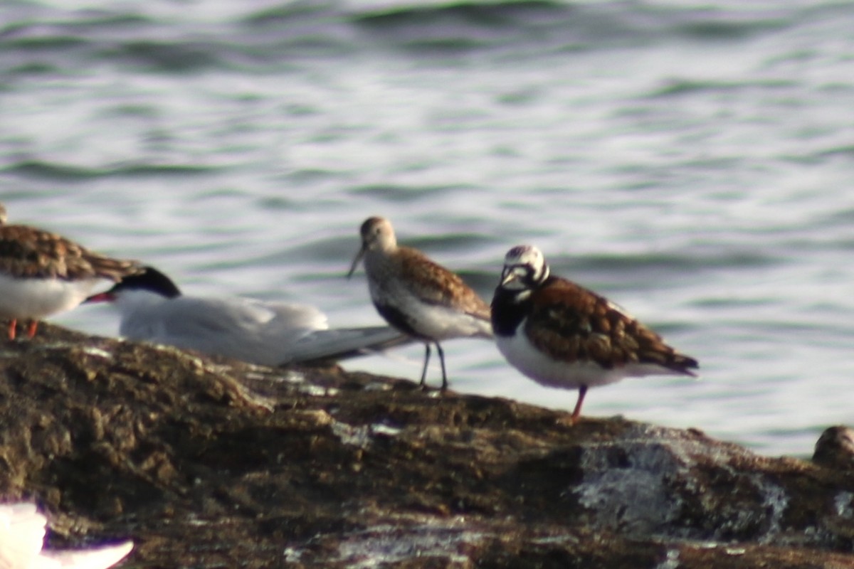 Dunlin - ML608521195