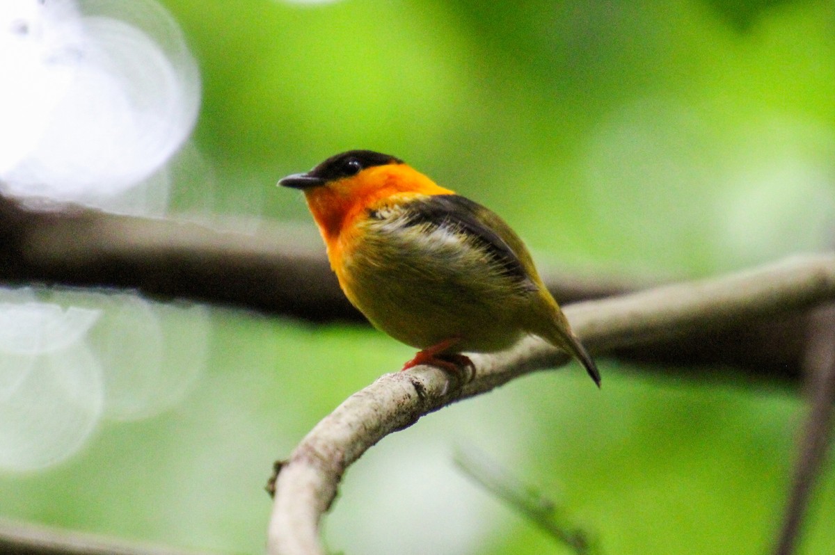 Orange-collared Manakin - Mónica Thurman