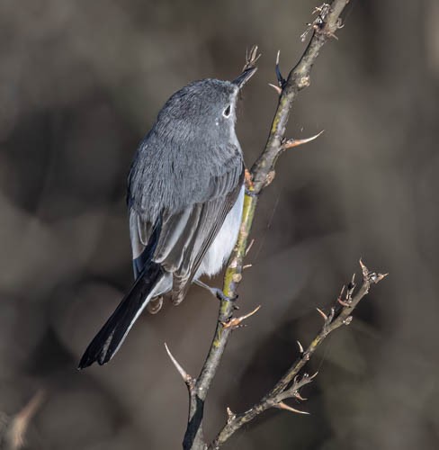 Blue-gray Gnatcatcher - ML608521376