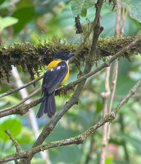 White-throated Shrike-Tanager - Tino Sanchez