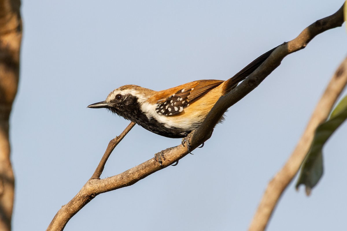 Rusty-backed Antwren - ML608521564