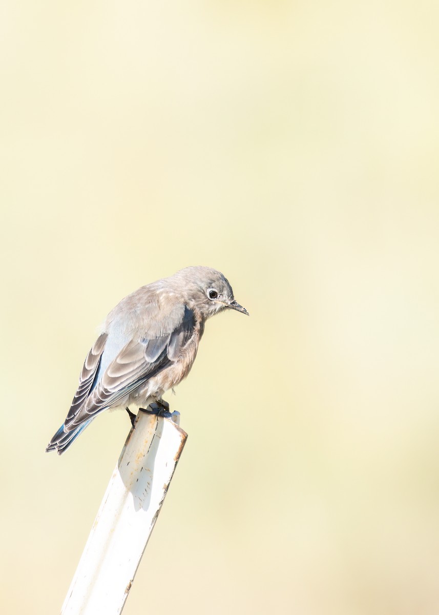 Western Bluebird - ML608521575