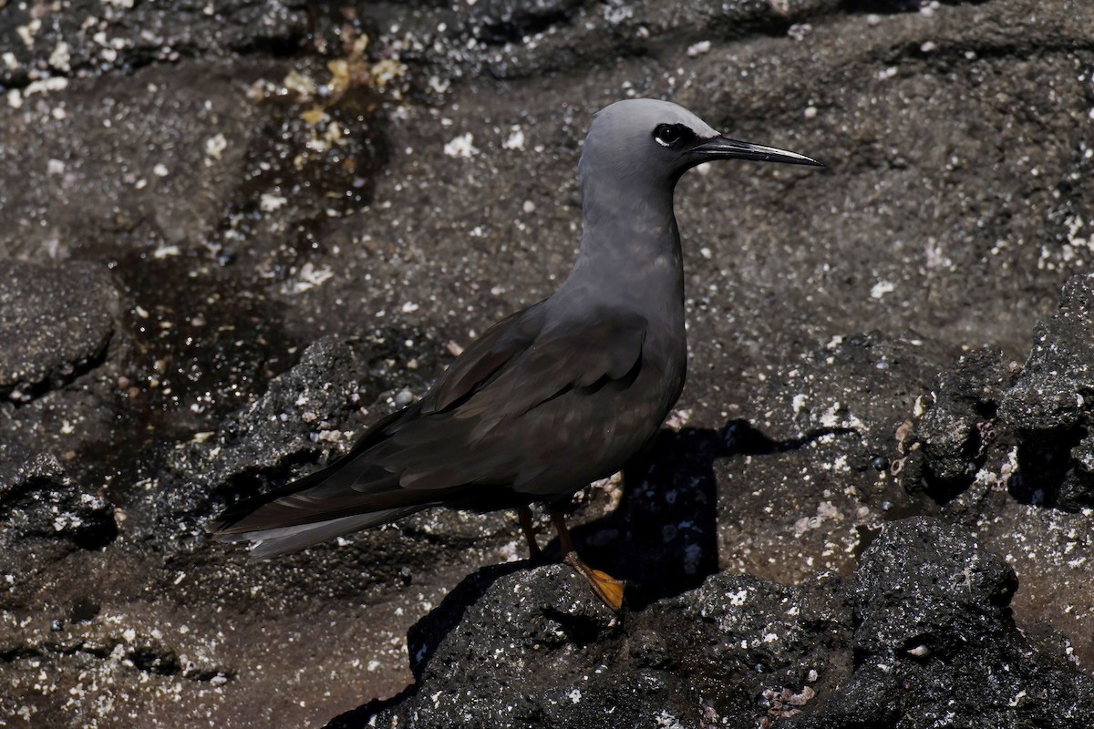 Black Noddy - ML608521582