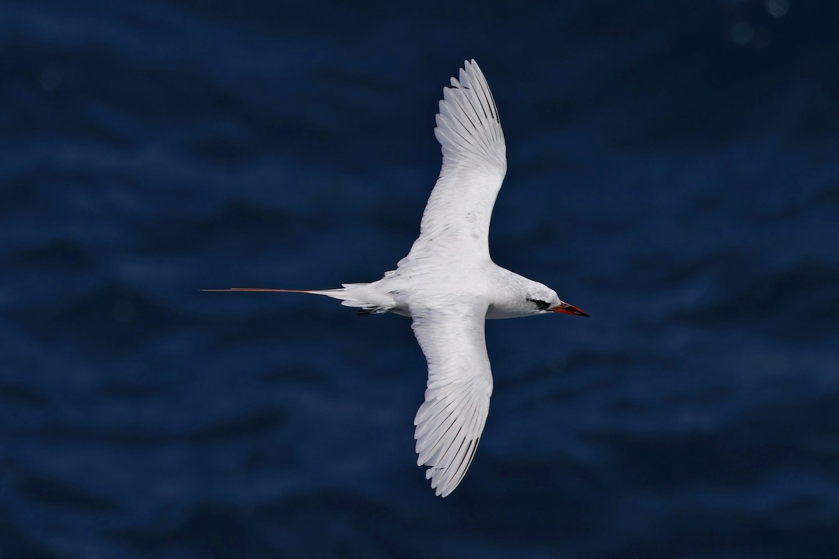 Red-tailed Tropicbird - Marcin Sidelnik